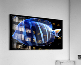 BlueStripedFish Acrylic Print