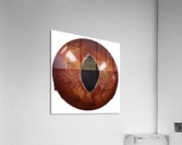 CatEyes Acrylic Print