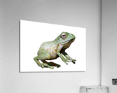 Greenfrog Acrylic Print