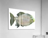 GreenFishwithSpecs Acrylic Print