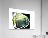 Fish02 Acrylic Print