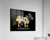 Cow Skin Acrylic Print