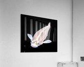KoiFish3 Acrylic Print