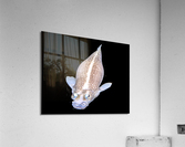 KoiFish2 Acrylic Print