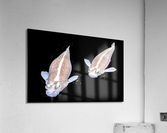 KoiFish1 Acrylic Print