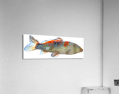 KoiFish Acrylic Print