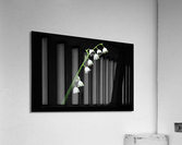 Lilly Acrylic Print