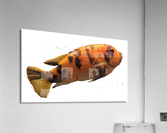 OrangeFish2 Acrylic Print