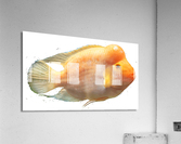 OrangeFishs Acrylic Print