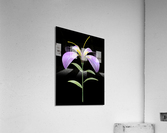 PurpleFlower2 Acrylic Print