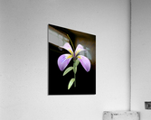PurpleFlower Acrylic Print