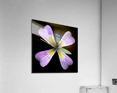PurpleFlower3 Acrylic Print