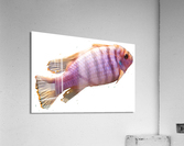 PurpleFish Acrylic Print