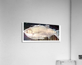 SilverFish Acrylic Print