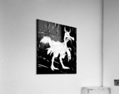 Squawkers Acrylic Print