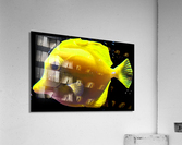 YellowFish3 Acrylic Print