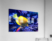 YellowFish Acrylic Print