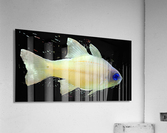 YellowFishCharacter2 Acrylic Print