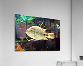 WhiteandBlackFish Acrylic Print