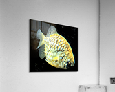 YellowFish2 Acrylic Print