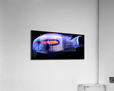 WhiteFish Acrylic Print