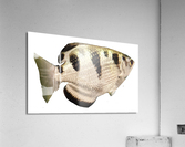 WhiteBlackFish Acrylic Print