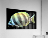 YellowandWhiteFish Acrylic Print