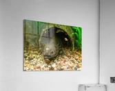 Axoltl Acrylic Print