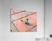 Bird Acrylic Print