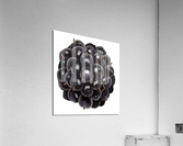 BlackBerry Acrylic Print
