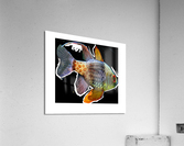 ColoredFish Acrylic Print