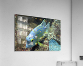 BlueYellowFish Acrylic Print