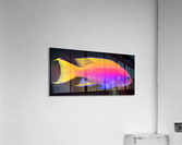 ColorfulFish2 Acrylic Print