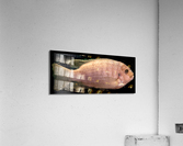 CreamPeachFish Acrylic Print