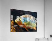 ColorfulFish Acrylic Print