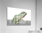 kelly johnson frog6 Acrylic Print