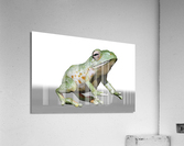 kelly johnson frog2 Acrylic Print