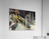 GreenOrangeFish Acrylic Print
