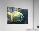 Fish Acrylic Print