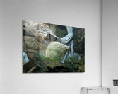 GlitterGreenFish Acrylic Print