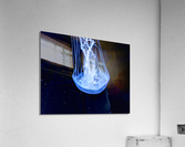 JellyFish Acrylic Print