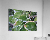 GreenLeaves Acrylic Print