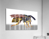 kelly johnson wasp render3 Acrylic Print