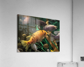 OrangeFish Acrylic Print