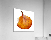 OrangeLeaf Acrylic Print