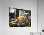 OrangeFish Acrylic Print