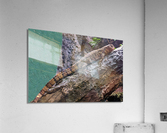 Lizard Acrylic Print