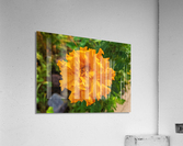 OrangeFlower Acrylic Print
