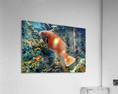 OrangeFishScene Acrylic Print