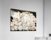 Garlic Acrylic Print